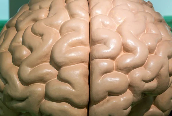 Modelo Plástico Anatómico Del Cerebro Humano Primer Plano Stand Médico — Foto de Stock