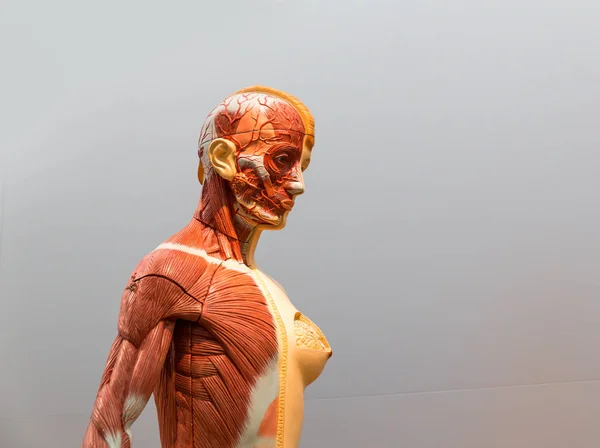 Modello Anatomico Del Corpo Umano Femminile Sistema Muscolare Manifesto Medico — Foto Stock