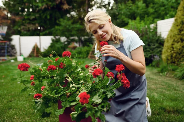 Happy Woman Apron Smelling Flowers Garden Female Gardener Takes Care — Stock Photo, Image