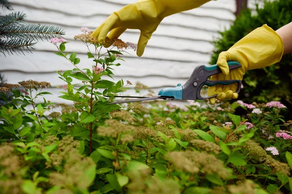 Vrouw Handschoenen Snijdt Bloem Met Pruimen Tuin Vrouwelijke Tuinman Zorgt — Stockfoto