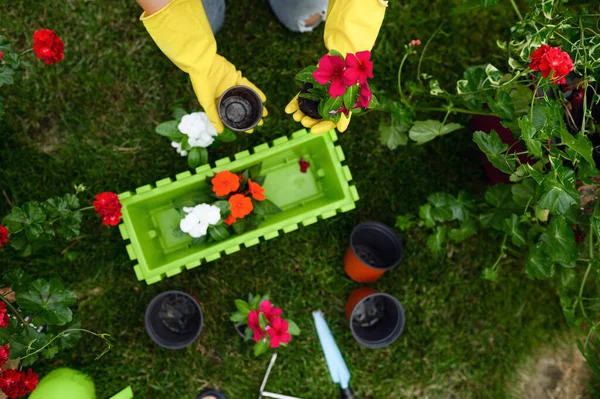 Woman Gloves Transplants Flowers Pots Garden Top View Female Gardener — Stock Photo, Image