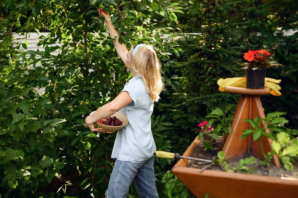 Jonge Vrouw Plukt Kersen Tuin Vrouwelijke Tuinman Zorgt Voor Planten — Stockfoto