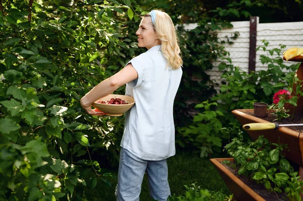 Young Woman Picks Cherries Garden Female Gardener Takes Care Plants — Stock Photo, Image
