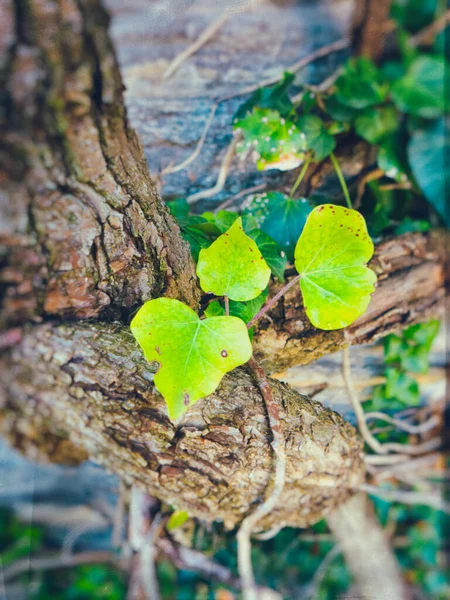 Green Ivy Leaves Seen Tree Trunk — Stock Photo, Image