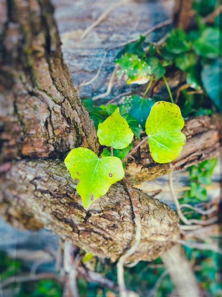 木の幹の上から見た緑のツタの葉 ロイヤリティフリーのストック画像