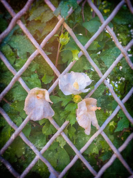 Fleurs Fanées Sortant Treillis Métallique Images De Stock Libres De Droits