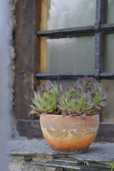Plante Succulente Dans Pot Mis Sur Rebord Une Fenêtre — Photo