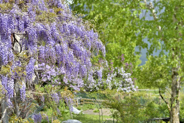 Beautiful Wisteria Blooming Garden — Stock Photo, Image
