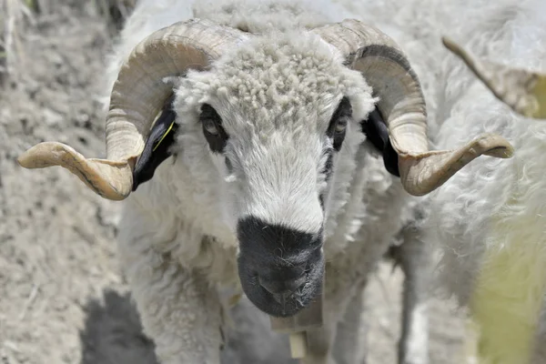 Portrait Beautiful Ram Its Horns Twisted Herd — Stock Photo, Image