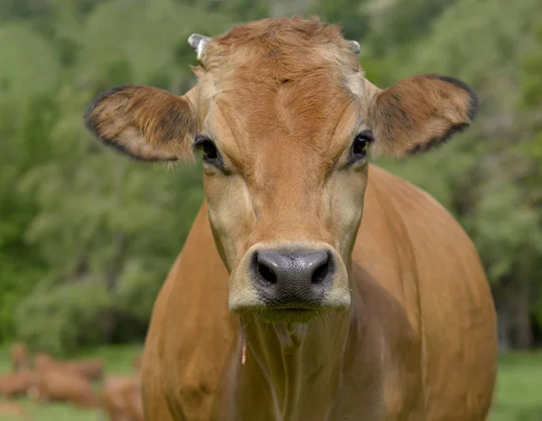 Ritratto Una Bella Mucca Marrone Nel Prato — Foto Stock