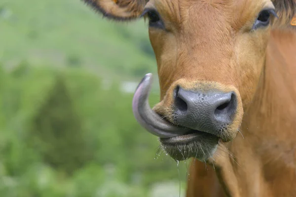 Retrato Divertido Una Vaca Que Sobresale Lengua — Foto de Stock