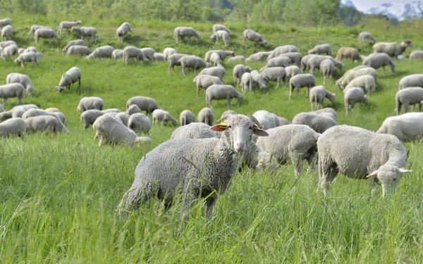 高山牧场绵羊牲畜 — 图库照片