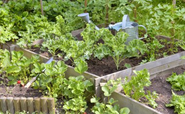 sulama olabilir bir bahçede büyüyen sebze bitkilerin yaprak arasında