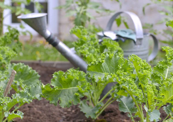 Leaf Cabbage Kale Vegetable Garden Watering Can Background — Stock Photo, Image