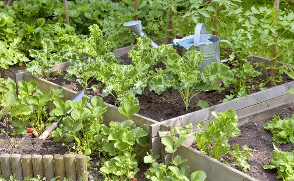 Annaffiamento Può Tra Foglia Piante Vegetali Che Crescono Giardino — Foto Stock