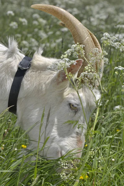 接近一只比利山羊在开花的草地上放牧在开花的草地上 — 图库照片