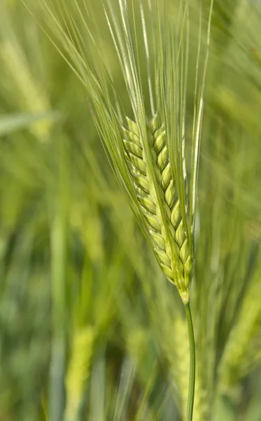 Lkbaharda Yeşil Kulak Buğday Bir Alanda Yakın — Stok fotoğraf