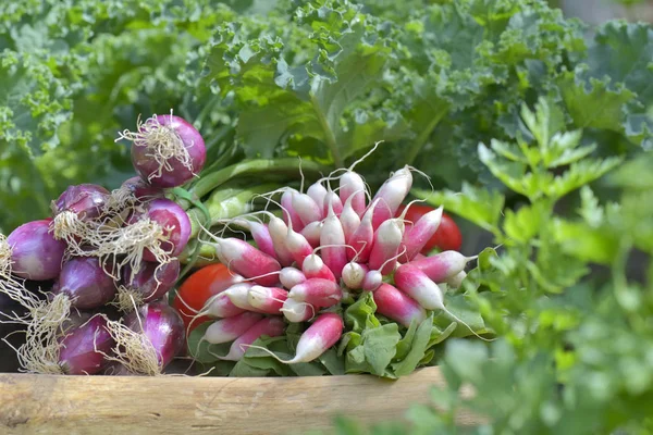 Fresh Raddishes Onions Put Plank Leaf Vegetables Garden — Stock Photo, Image