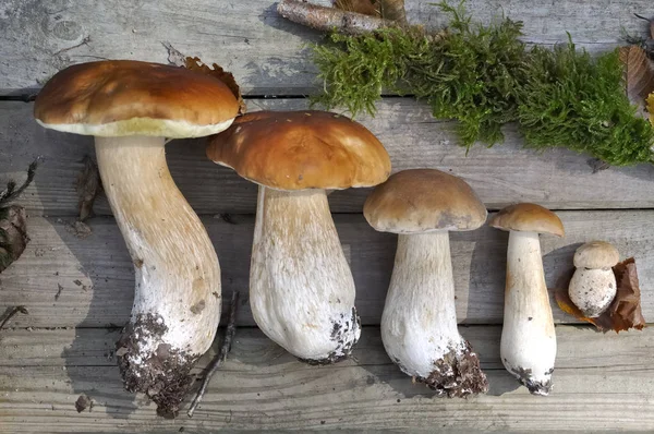 Funghi Disposti Tavola Legno Del Più Piccolo Nel Più Grande — Foto Stock