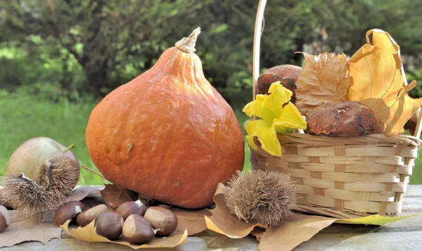 Pumpkin Mushrooms Basket Garden Table — Stock Photo, Image