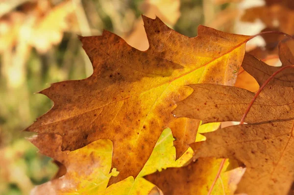 Nära Ett Färgglada Löv Höst — Stockfoto