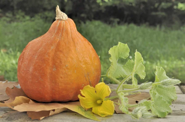 Fresh Pumpkin Flower Garden Table — Stock Photo, Image