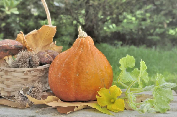 Pumpa Och Svamp Korg Ett Trädgårdsbord — Stockfoto