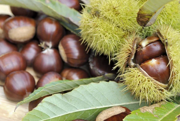 sweet chestnuts in bug opening in leaf