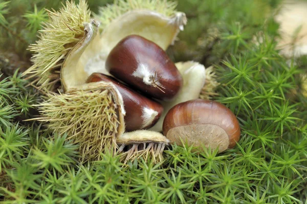 Sweet Chestnut Opening Bug Moss — Stock Photo, Image