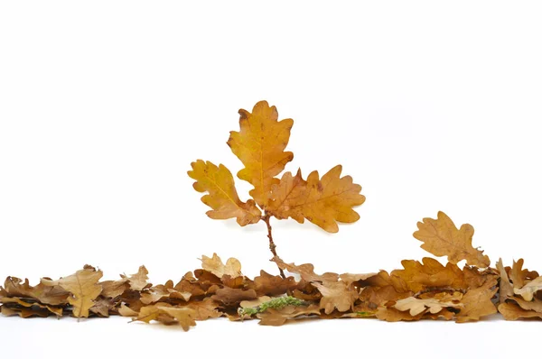 Листья Дуба Осенью Изолированы Белом Фоне — стоковое фото