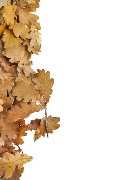 Foliage Oak Autumn Empty White Space — Stock Photo, Image