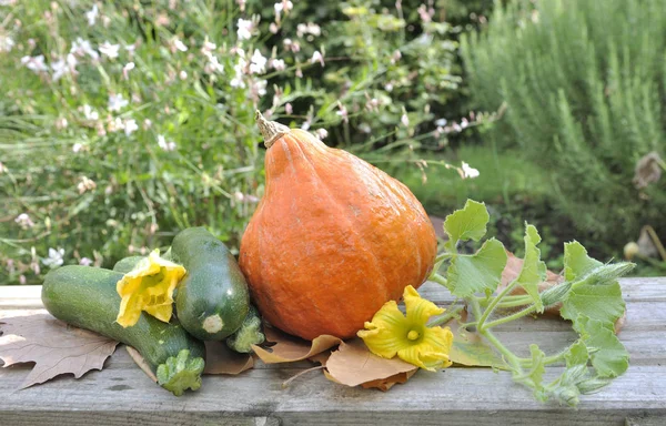 Pumpkin Zucchni Gardening Table Outdoor — Stock Photo, Image