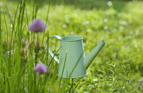 Little Decorative Watering Can Chive Booming Garden — Stock Photo, Image