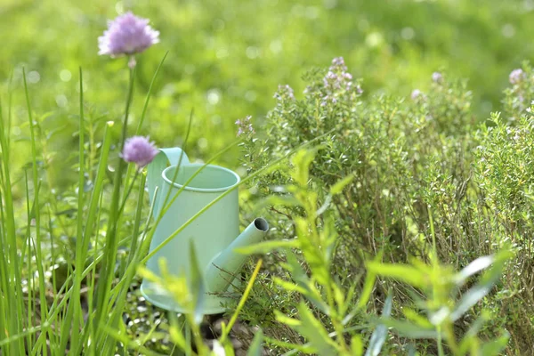 Hierbas Aromáticas Frescas Cebolleta Floreciendo Jardín — Foto de Stock