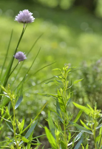 Свіжі Ароматні Трави Пікантне Цвітіння Саду — стокове фото
