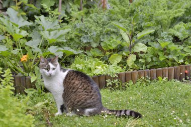 sebze bahçesinde sevimli kedi