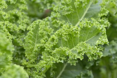 kıvırcık yaprak lahana lahana bahçesinde yakın