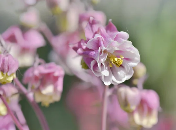 Close Beautiful White Pink Columbine Blooming Garden — Stock Photo, Image