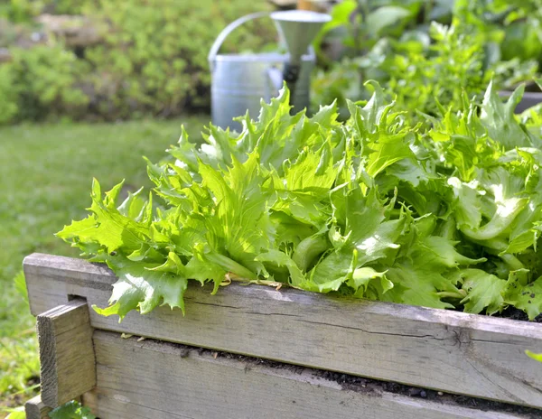 Bir Yama Içinde Büyüyen Salatası Organik Yaprak Üzerinde Kapatın — Stok fotoğraf