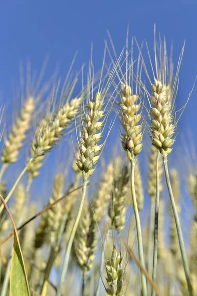 在田野和蓝天下 靠近金色麦子的耳朵 — 图库照片