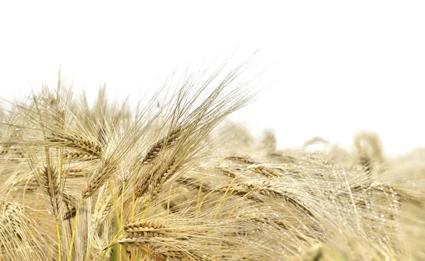 Nah Reifen Weizen Auf Einem Feld Unter Einem Weißen Raum — Stockfoto