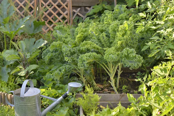 Kubis Kale Tumbuh Kebun Sayuran — Stok Foto