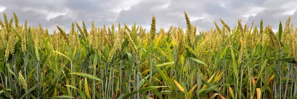 曇り空の下で畑に小麦の耳の上のパノラマ ビュー — ストック写真