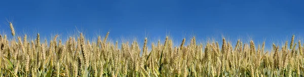 Orelhas Trigo Ouro Campo Abaixo Céu Azul Formato Panorâmico — Fotografia de Stock