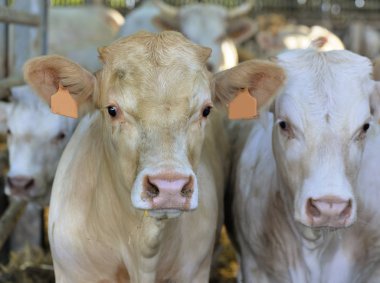 bir cowshed kahverengi ve beyaz buzağıların portre