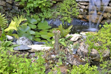 etli bitki ve arka planda akan su ile bahçede küçük gölet