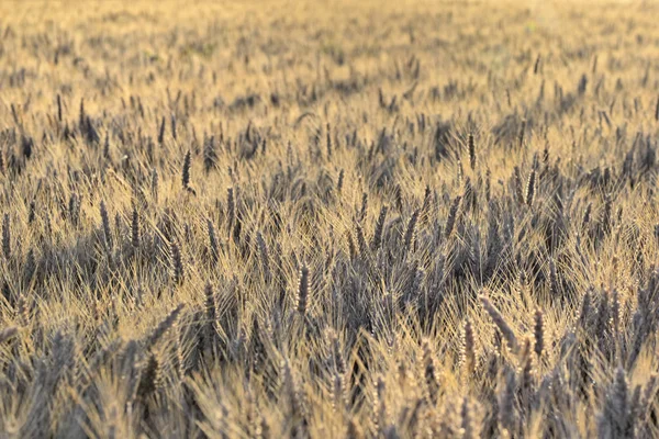 Field Ripe Barley Sunset — Stock Photo, Image
