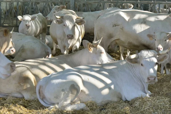 Krávy Bílé Charolais Croshed — Stock fotografie