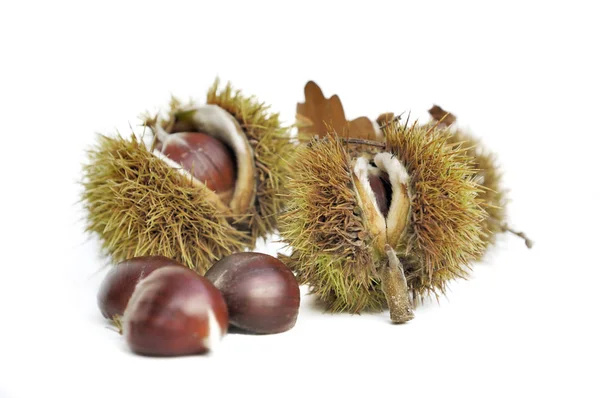 Sweet chestnut in their prickly shell isolated on white background