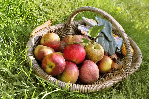 Fechar Maçãs Frescas Uma Cesta Colocar Grama — Fotografia de Stock